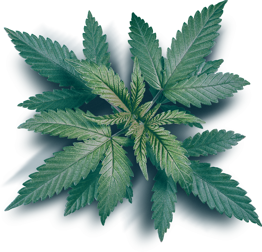 Tahoe CBD Products