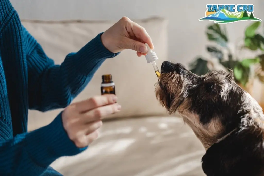 CBD pet tincture being added to a food bowl – “Dropper near pet food.”