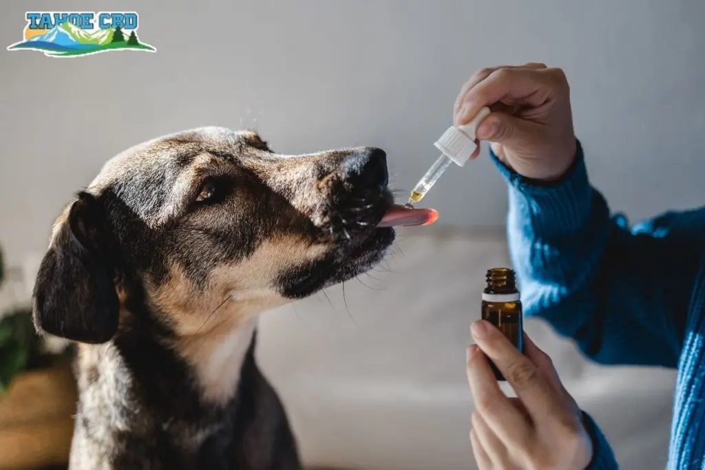 Atlanta dog loving a bacon-flavored CBD chew – “Atlanta dog enjoying bacon-flavored CBD Tinctures”