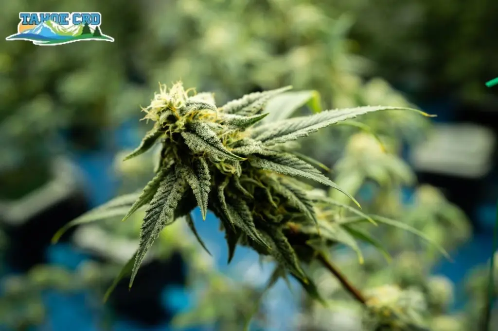 Smiling customer – “Atlanta customer enjoying legal delta 8 thc experience”