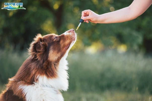 Owner holding dropper - “Pet owner adding CBD drops to food”