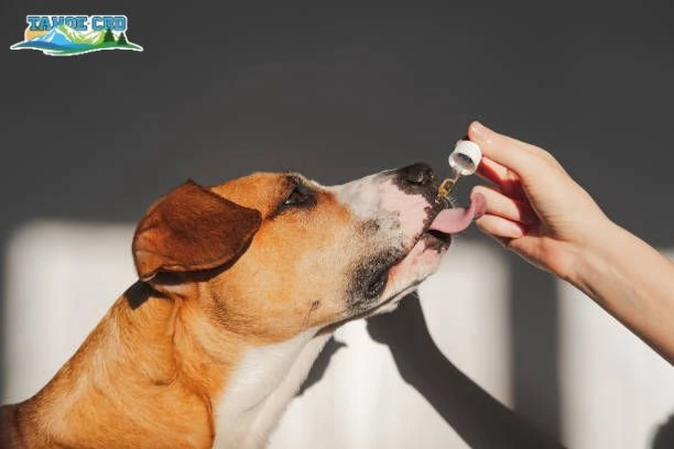 Dog licking treat - "Augusta dog enjoying bacon flavored CBD treat”