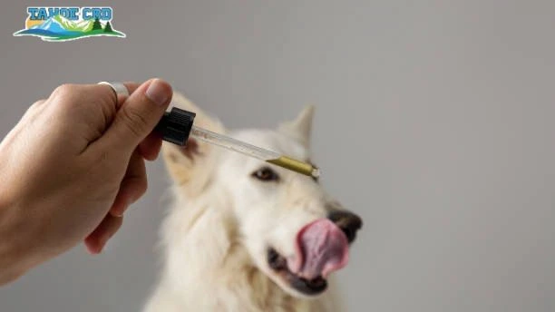 Happy pet duo - “Healthy dog and cat in Georgia with CBD support”