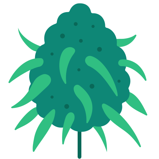 cannabis