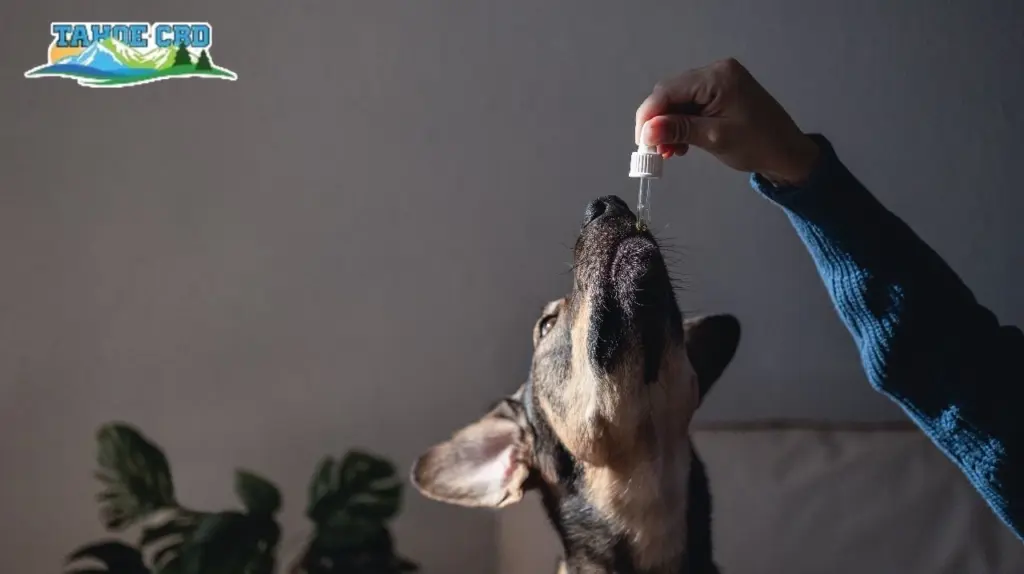 Owner hugging pet: “Wichita pet owner administering Tahoe CBD for pets”