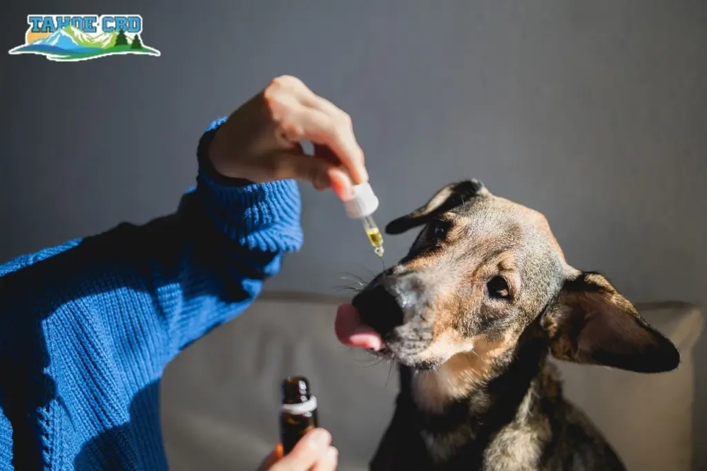 Dog with treat: “Bacon-flavored CBD treat making a Wichita dog very happy”