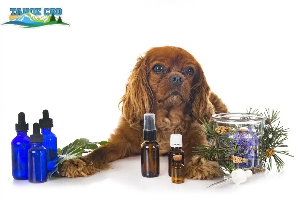 Dropper into food: “CBD for pets being administered to a dog’s meal”